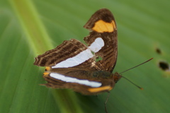 Adelpha iphicleola
