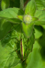 Conocephalus dorsalis