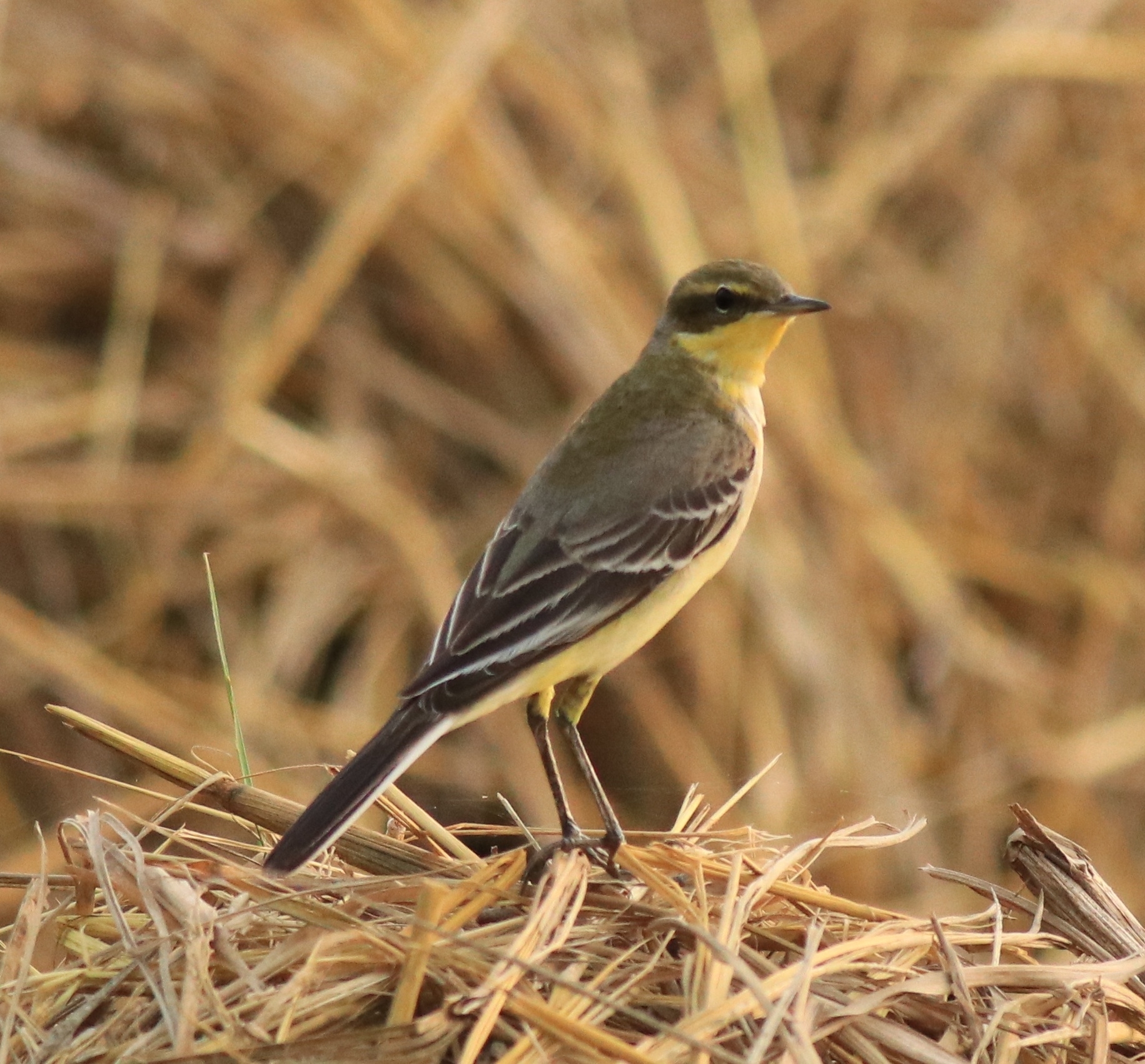 Eastern Yellow Wagtail