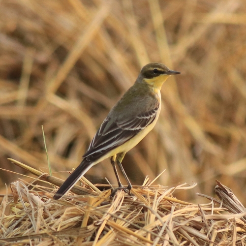 Bergeronnette de Béringie (Motacilla tschutschensis)