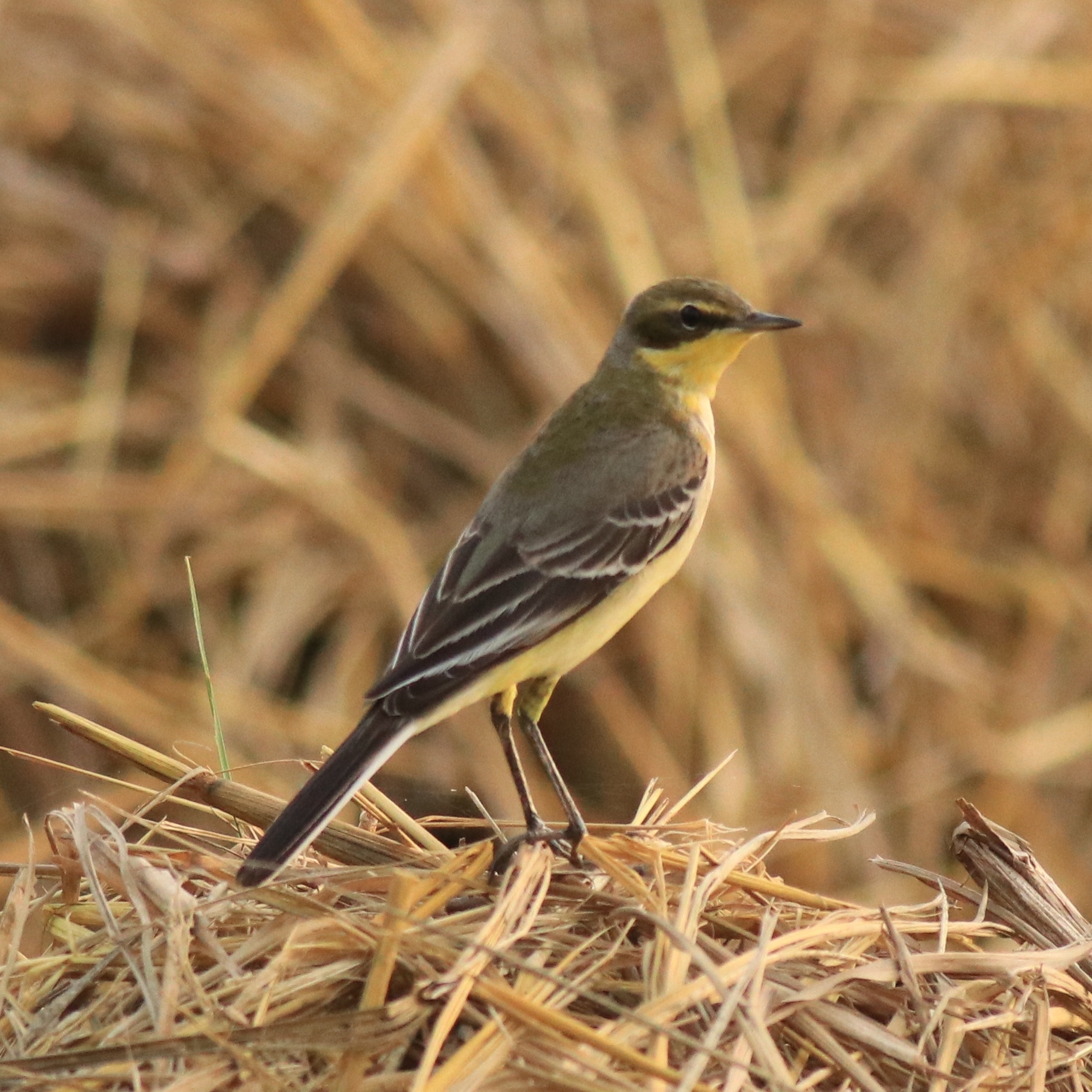 Eastern Yellow Wagtail (Motacilla tschutschensis)