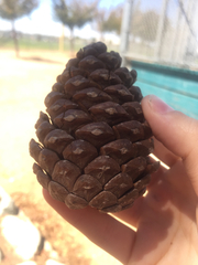 Pinus
