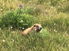 Marmota olympus
