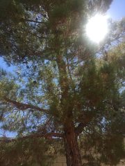 Pinus