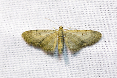 Eupithecia millefoliata