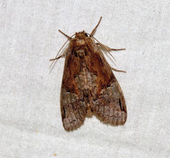 Chadisra bipars