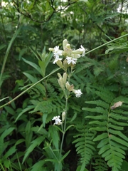 Silene repens