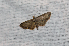 Eupithecia millefoliata