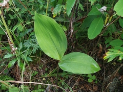 Convallaria keiskei