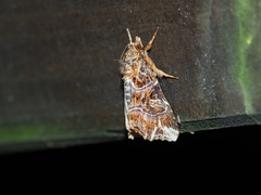 Callopistria japonibia