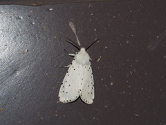 Spilosoma lubricipeda