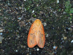 Stigmatophora rhodophila