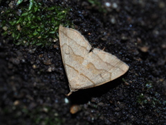 Herminia arenosa