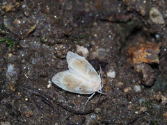 Schistophleps bipuncta