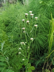 Erigeron manshuricus