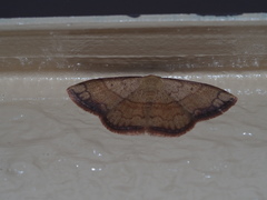 Pylargosceles steganioides