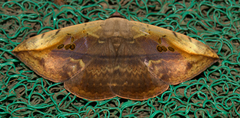 Hypopyra vespertilio