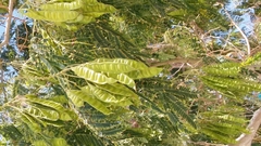 Angiospermae