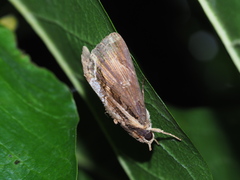 Ercheia umbrosa