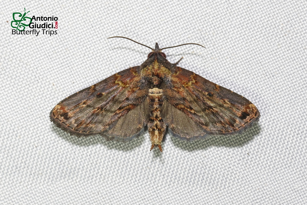 Anigraea serratilinea
