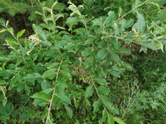 Salix abscondita