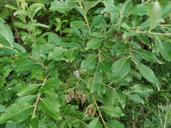 Salix abscondita