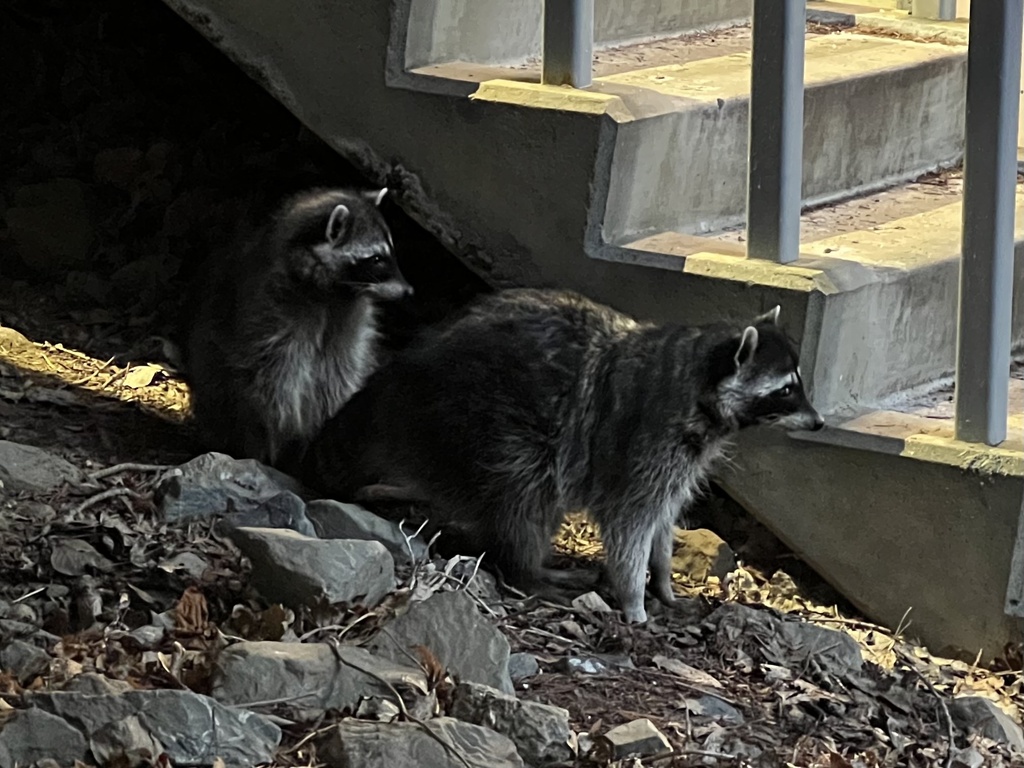 Pacific Northwest Raccoon from Western Washington University ...