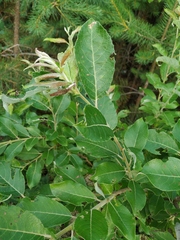Salix abscondita