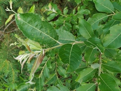Salix abscondita