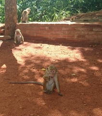 Macaca sinica