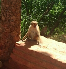 Macaca sinica
