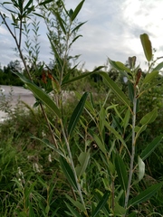 Salix rorida