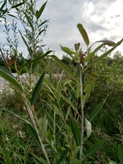 Salix rorida