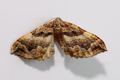 Pelurga comitata