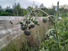 Cirsium pendulum