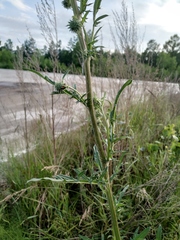 Cirsium pendulum