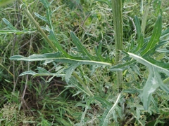 Cirsium pendulum