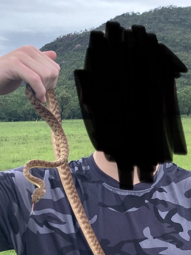 Brown Tree Snake sighting