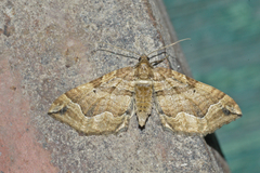 Pelurga comitata