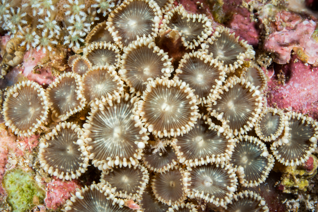 Zoantharians