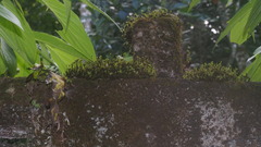 Campylopus umbellatus