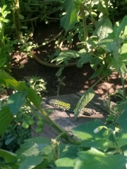 Podarcis muralis nigriventris