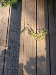 Podarcis muralis nigriventris