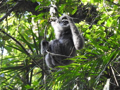 Hylobates moloch