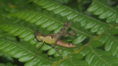 Chorotypidae