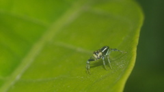 Cosmophasis thalassina