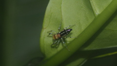 Cosmophasis thalassina