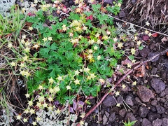 Potentilla vulcanicola