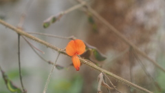 Hylodesmum repandum
