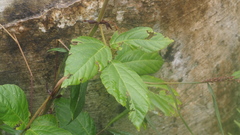 Hylodesmum repandum
